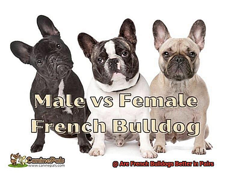 Are French Bulldogs Better in Pairs-3