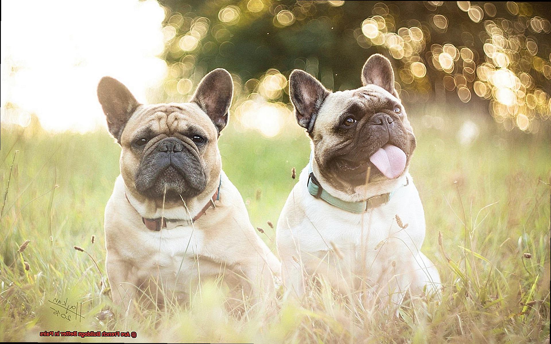 Are French Bulldogs Better in Pairs-2