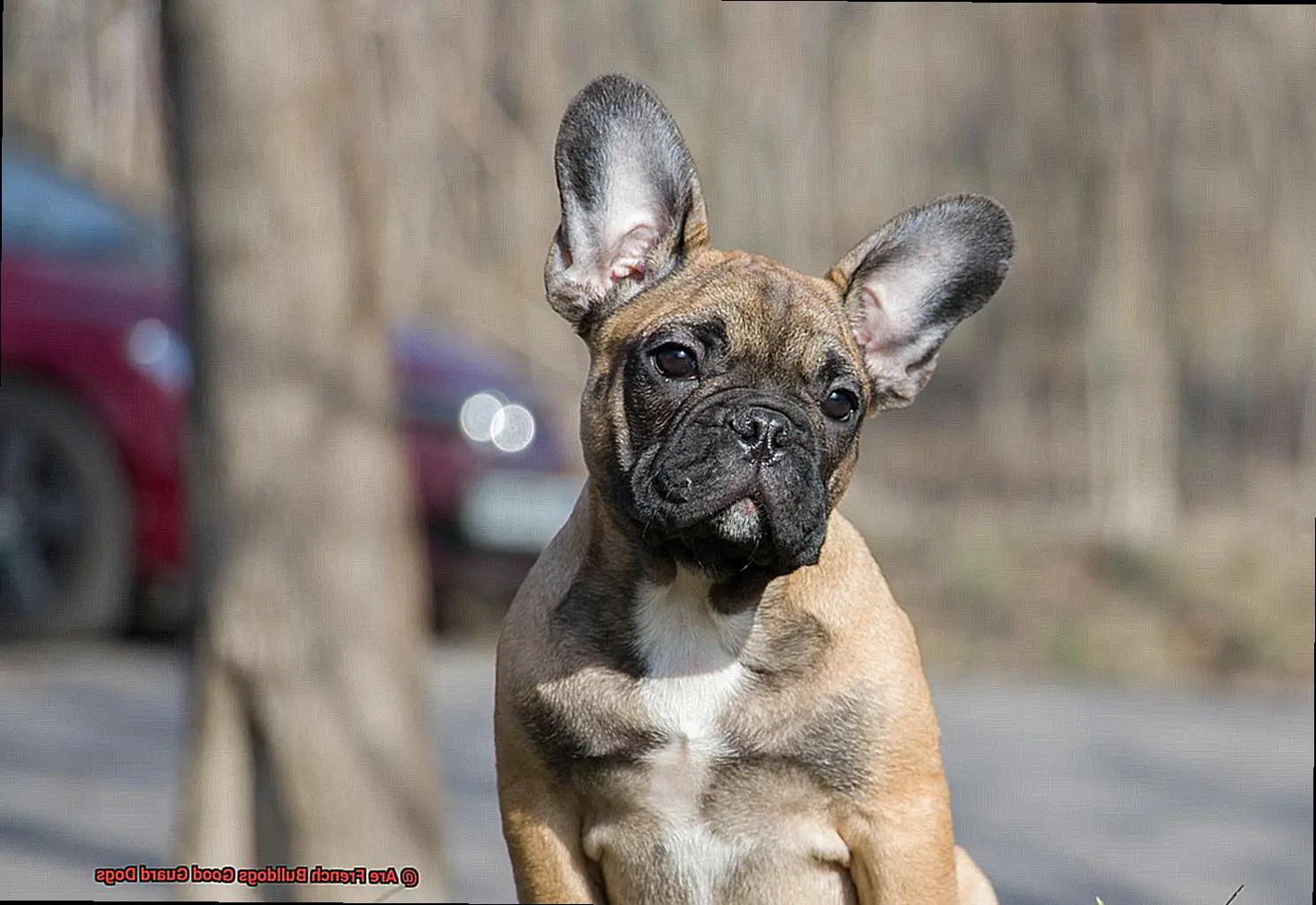 Are French Bulldogs Good Guard Dogs-2