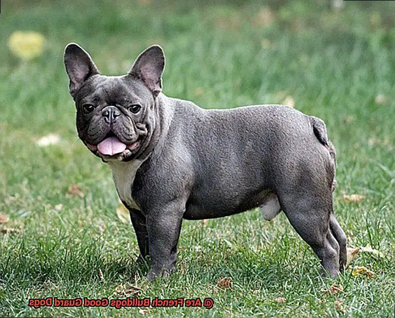 Are French Bulldogs Good Guard Dogs-5