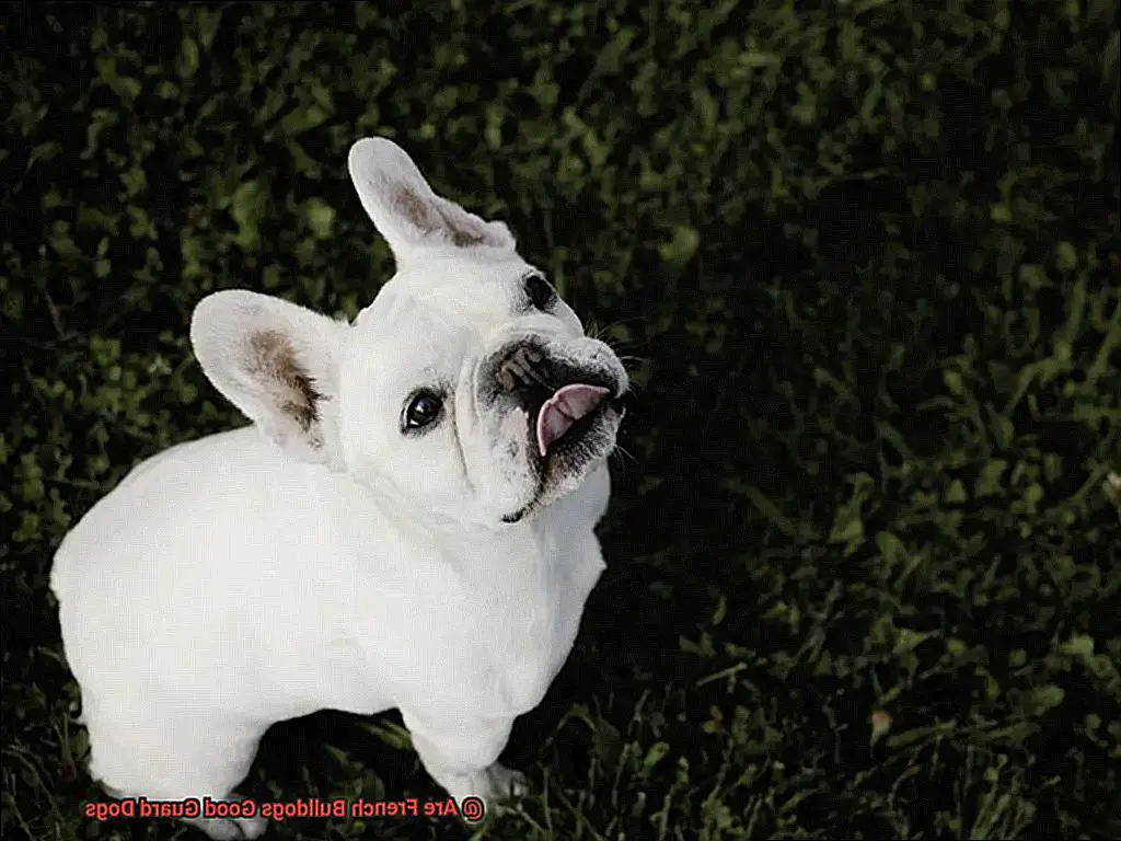 Are French Bulldogs Good Guard Dogs-3