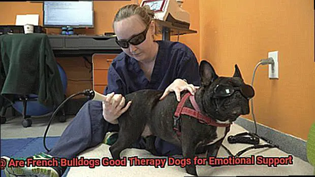 Are French Bulldogs Good Therapy Dogs for Emotional Support-2