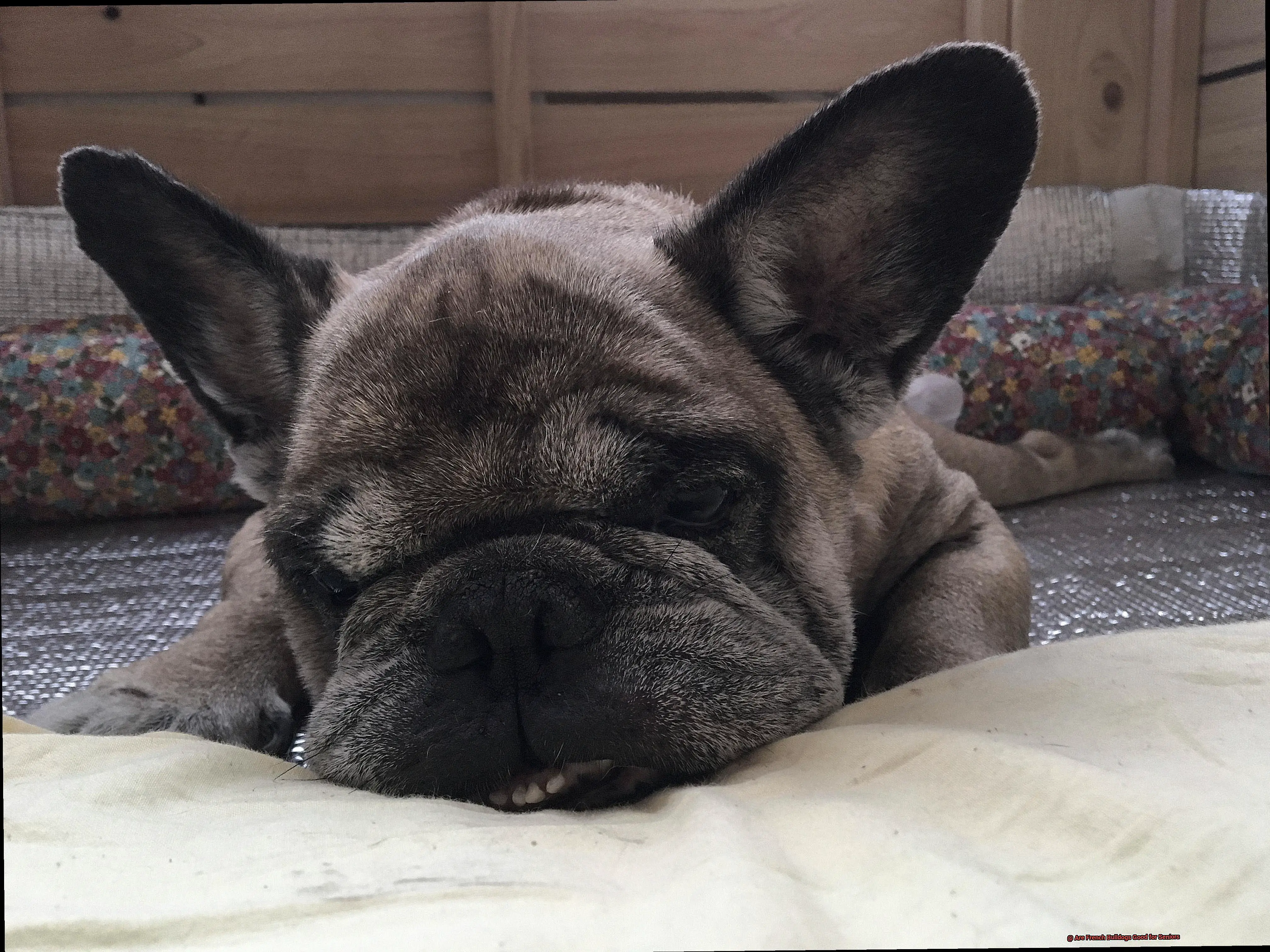 Are French Bulldogs Good for Seniors-2