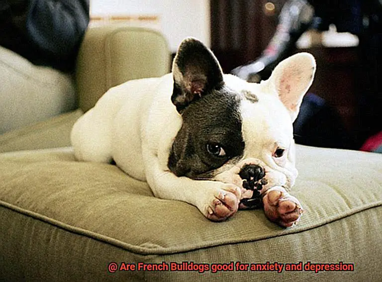 Are French Bulldogs good for anxiety and depression-3