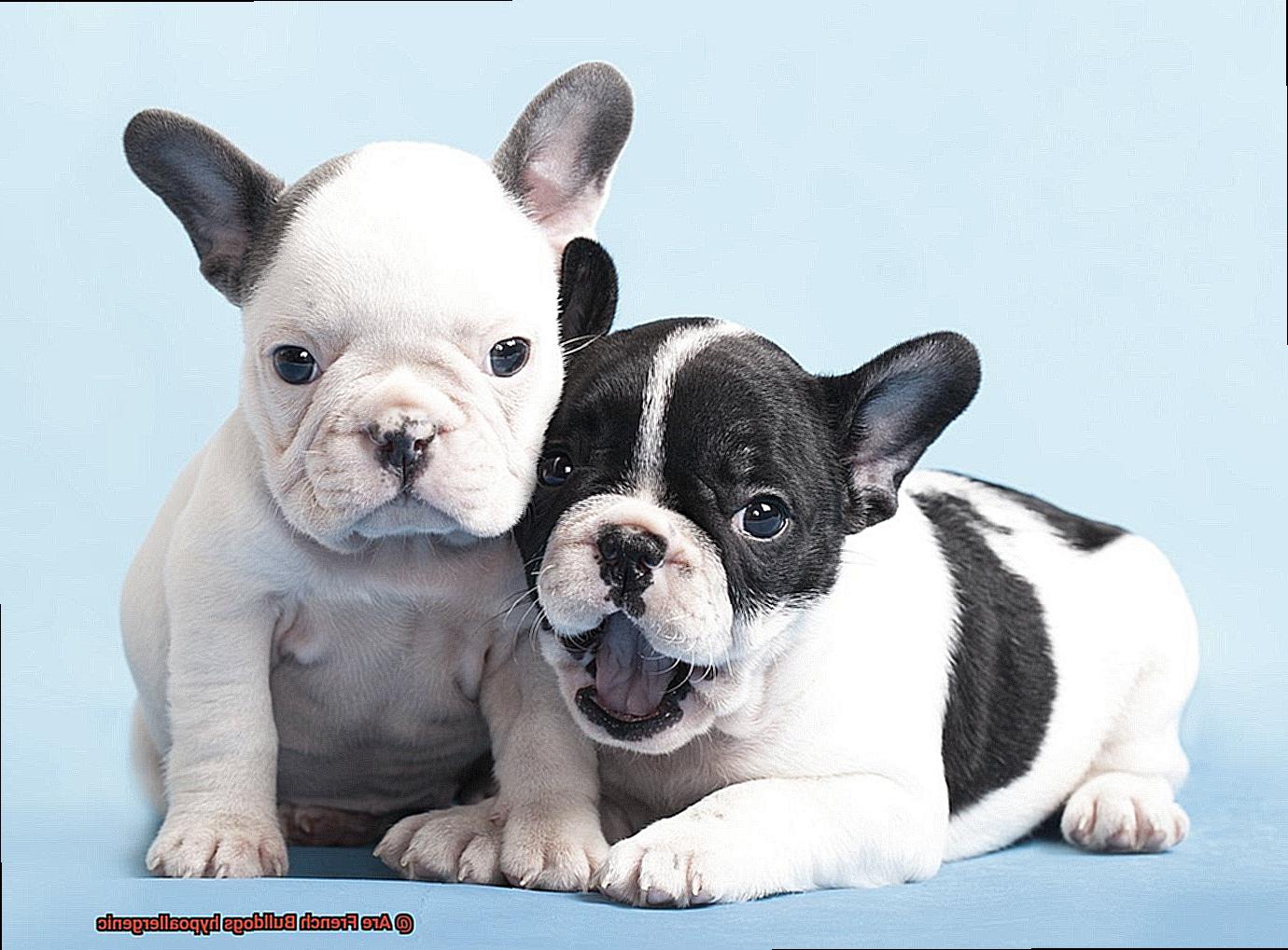 Are French Bulldogs hypoallergenic-3