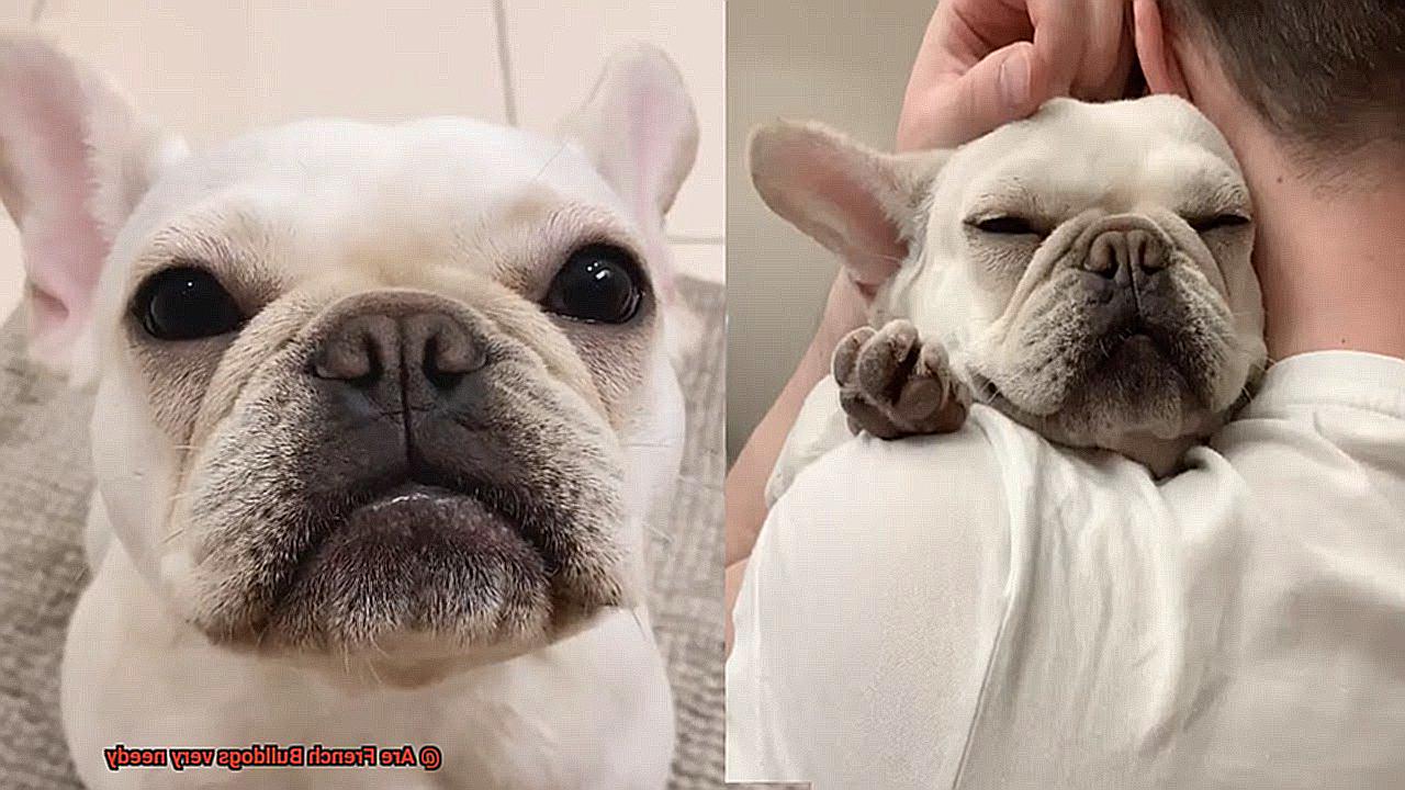 Are French Bulldogs very needy-3