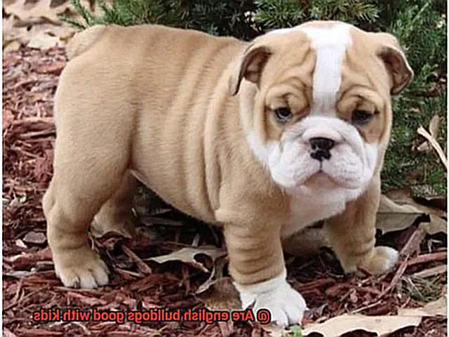 Are english bulldogs good with kids-3
