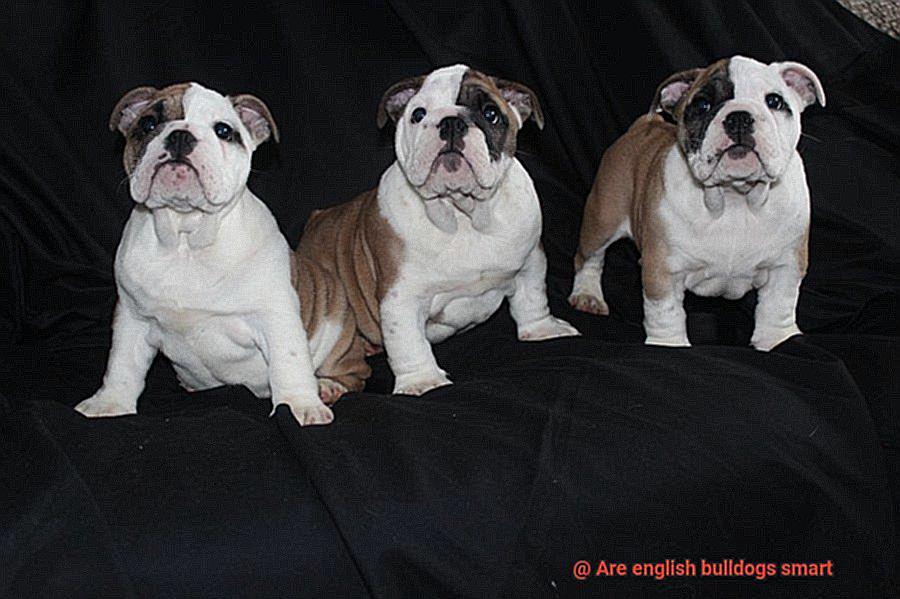 Are english bulldogs smart-4