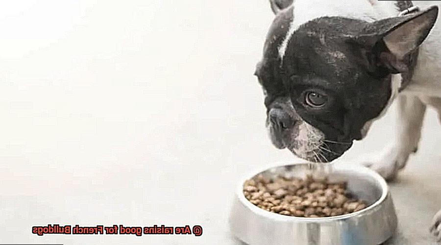 Are raisins good for French Bulldogs-2