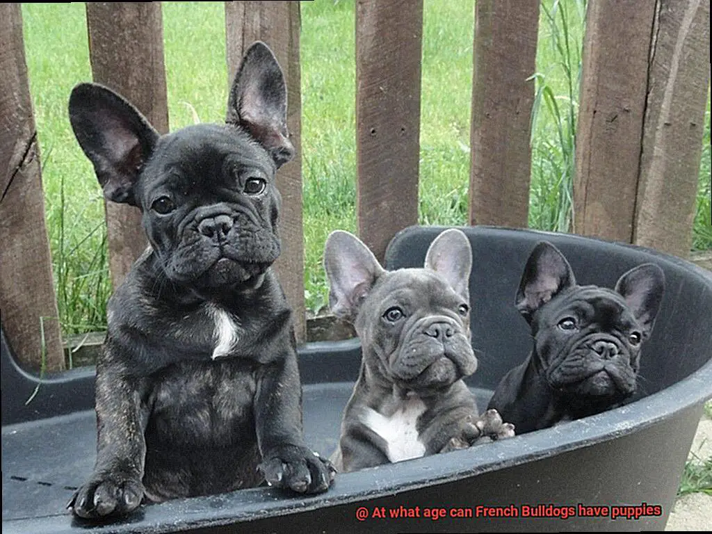 At what age can French Bulldogs have puppies-2