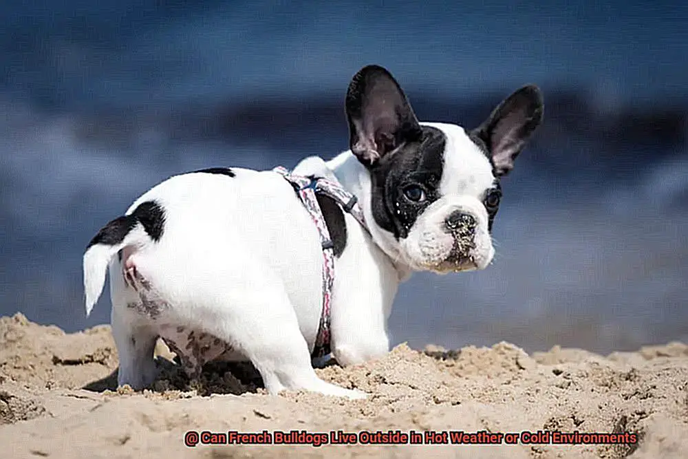 Can French Bulldogs Live Outside in Hot Weather or Cold Environments-2
