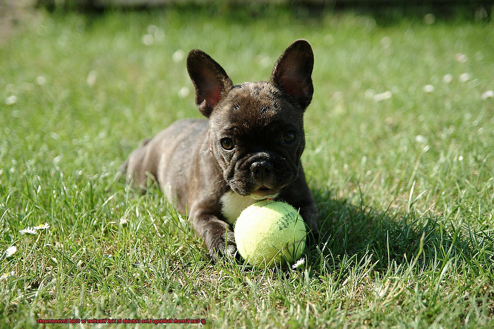 Can French Bulldogs Live Outside in Hot Weather or Cold Environments-4