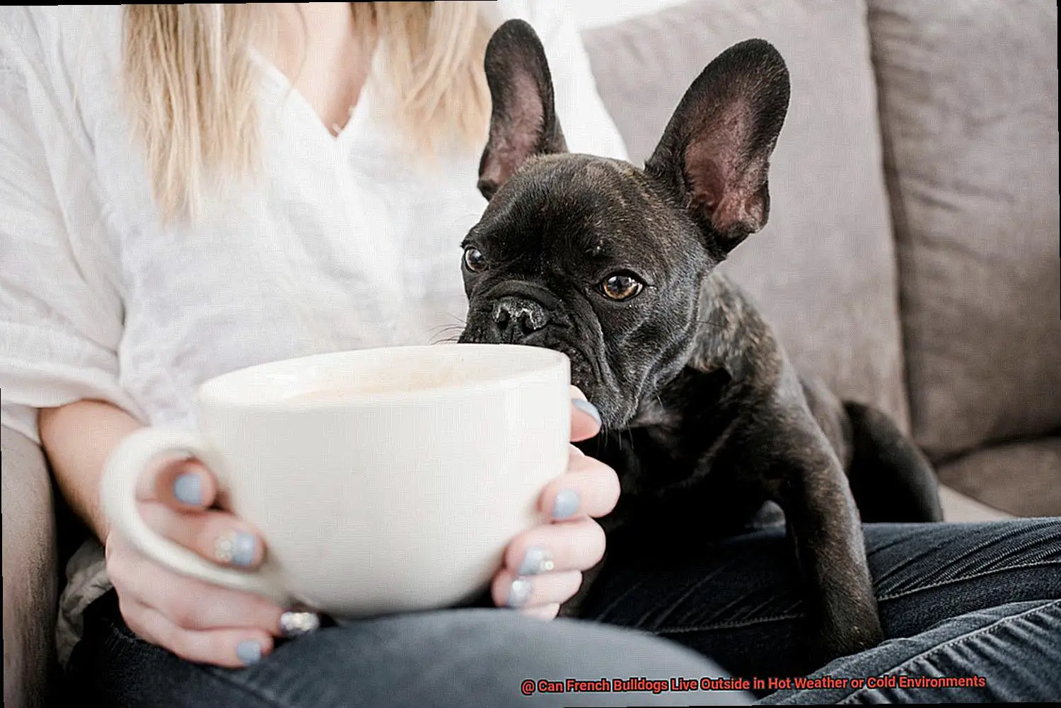 Can French Bulldogs Live Outside in Hot Weather or Cold Environments-5