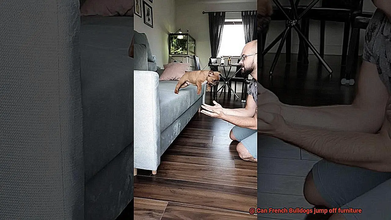 Can French Bulldogs jump off furniture-2