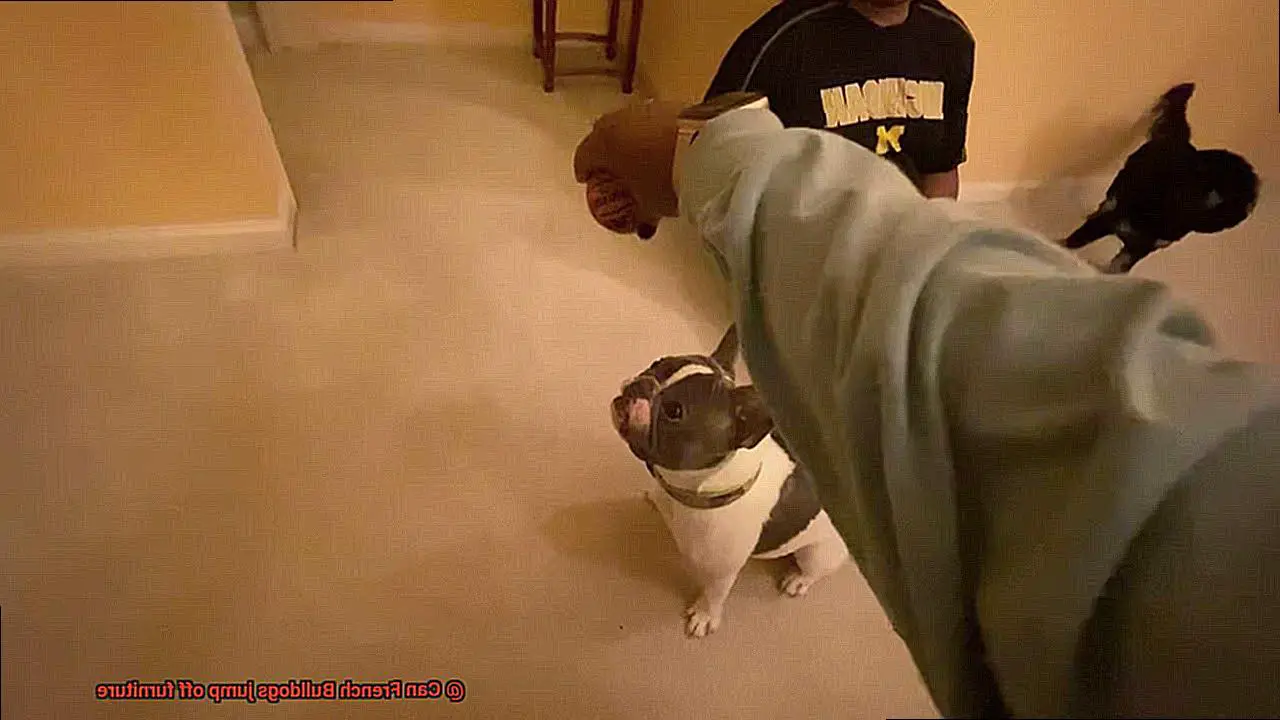 Can French Bulldogs jump off furniture-4