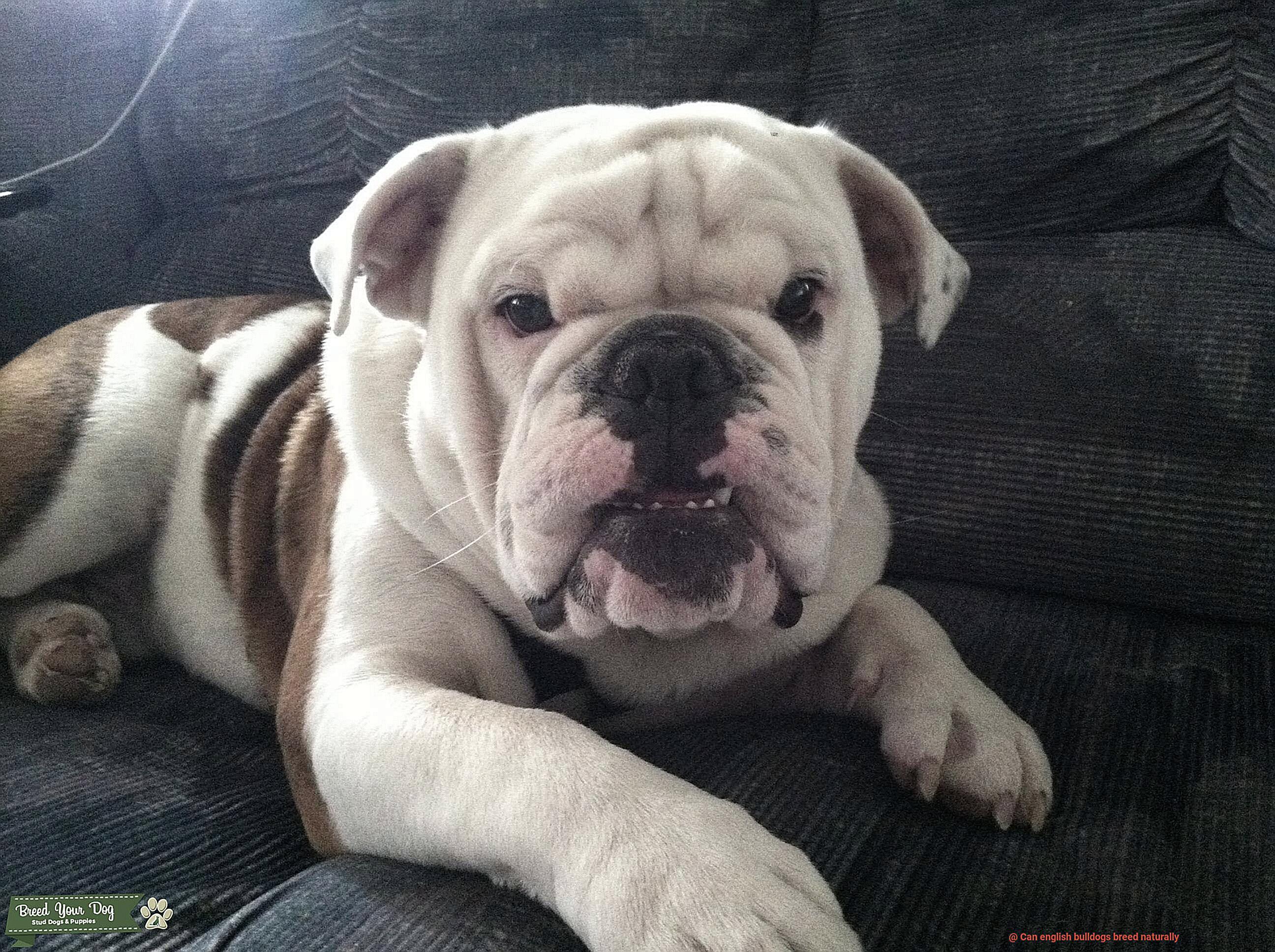 Can english bulldogs breed naturally-2