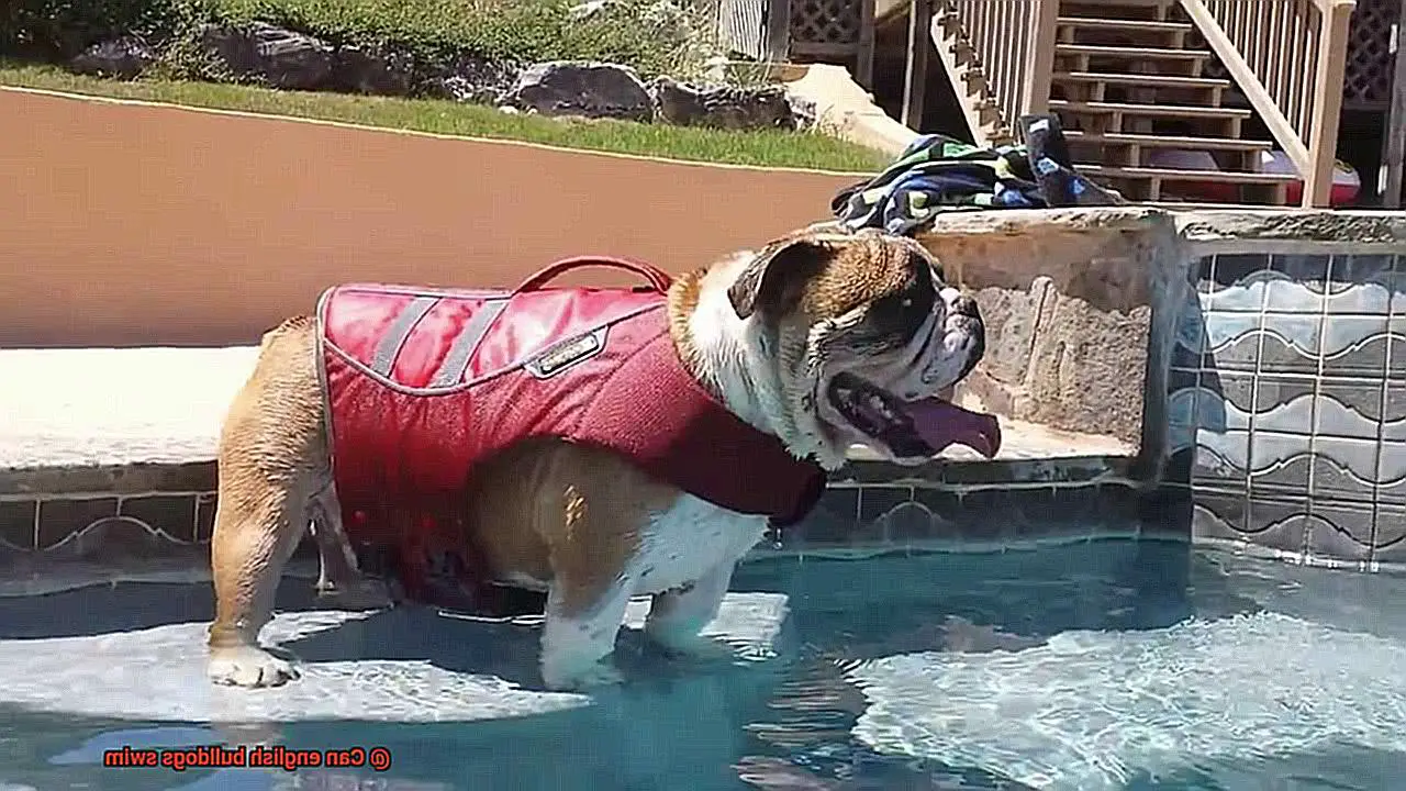 Can english bulldogs swim-5