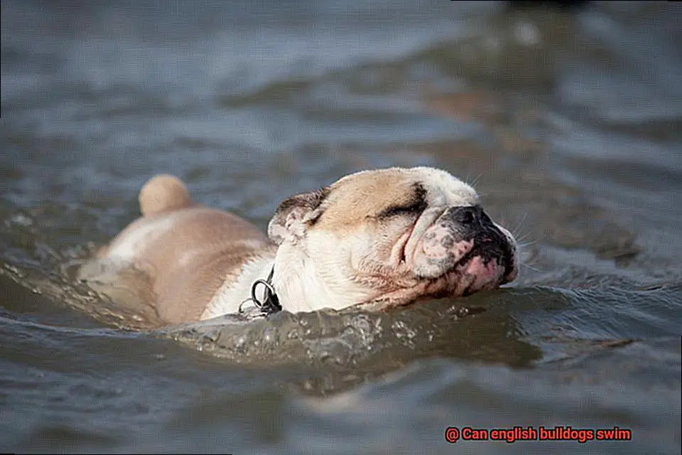 Can english bulldogs swim-4