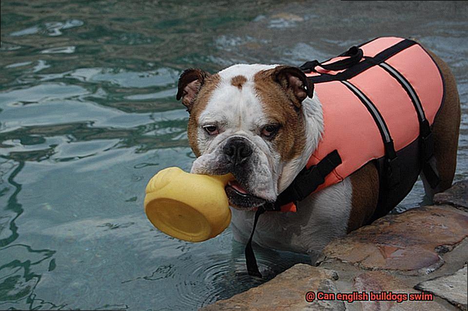 Can english bulldogs swim-6