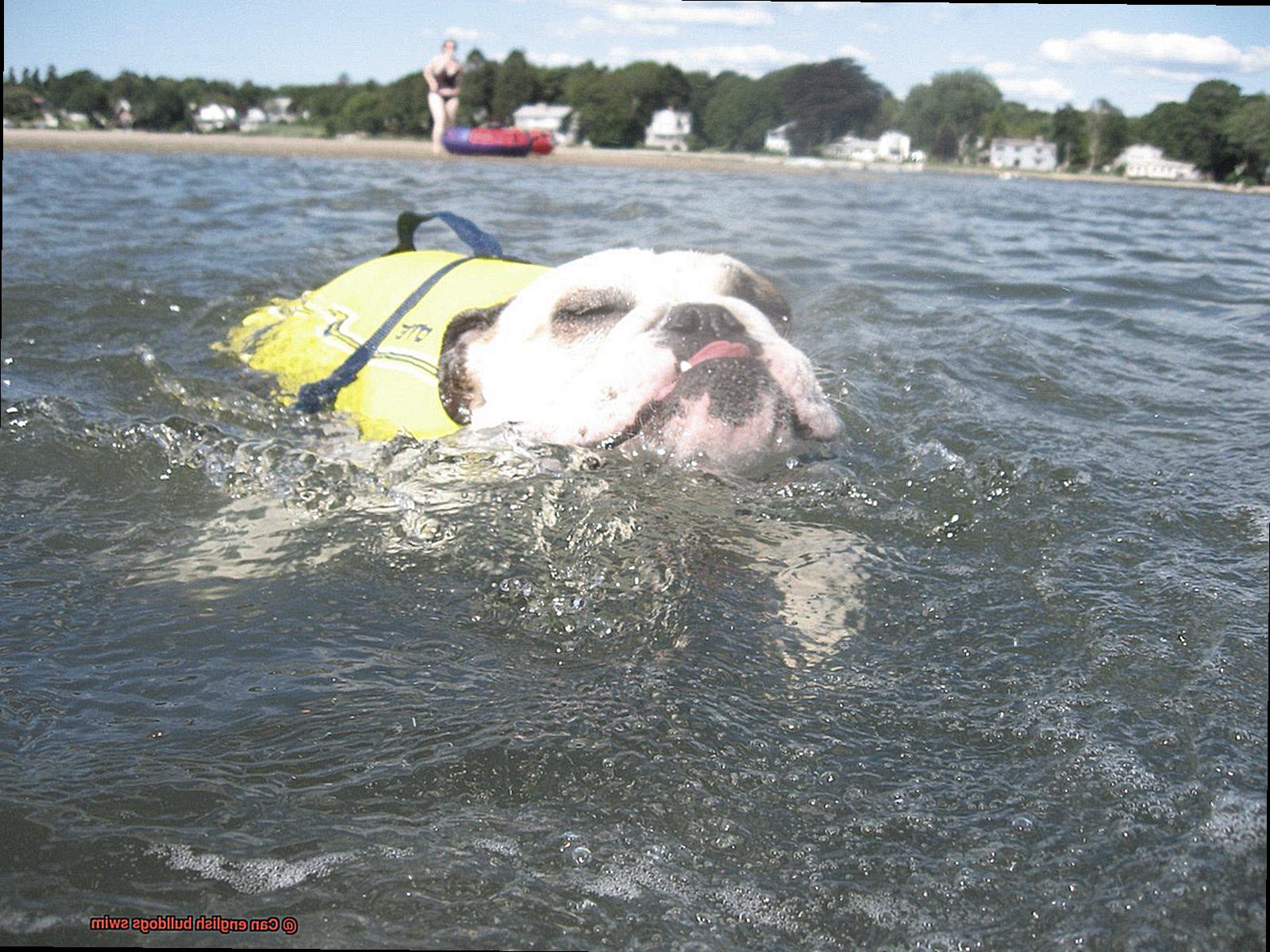 Can english bulldogs swim-3