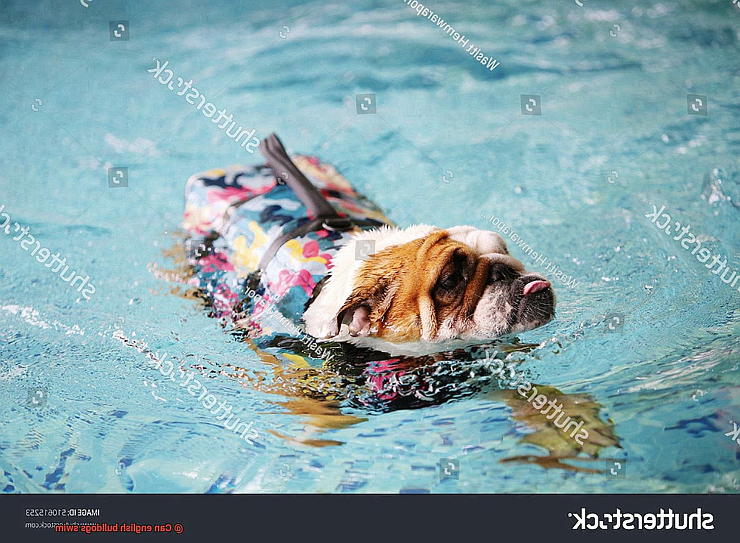 Can english bulldogs swim-2