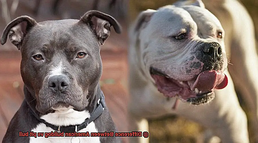 Difference Between American bulldog vs pit bull-2