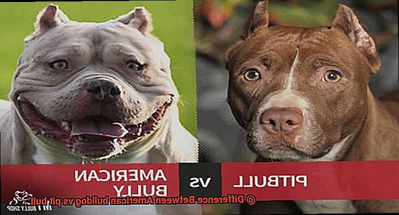 Difference Between American bulldog vs pit bull-3