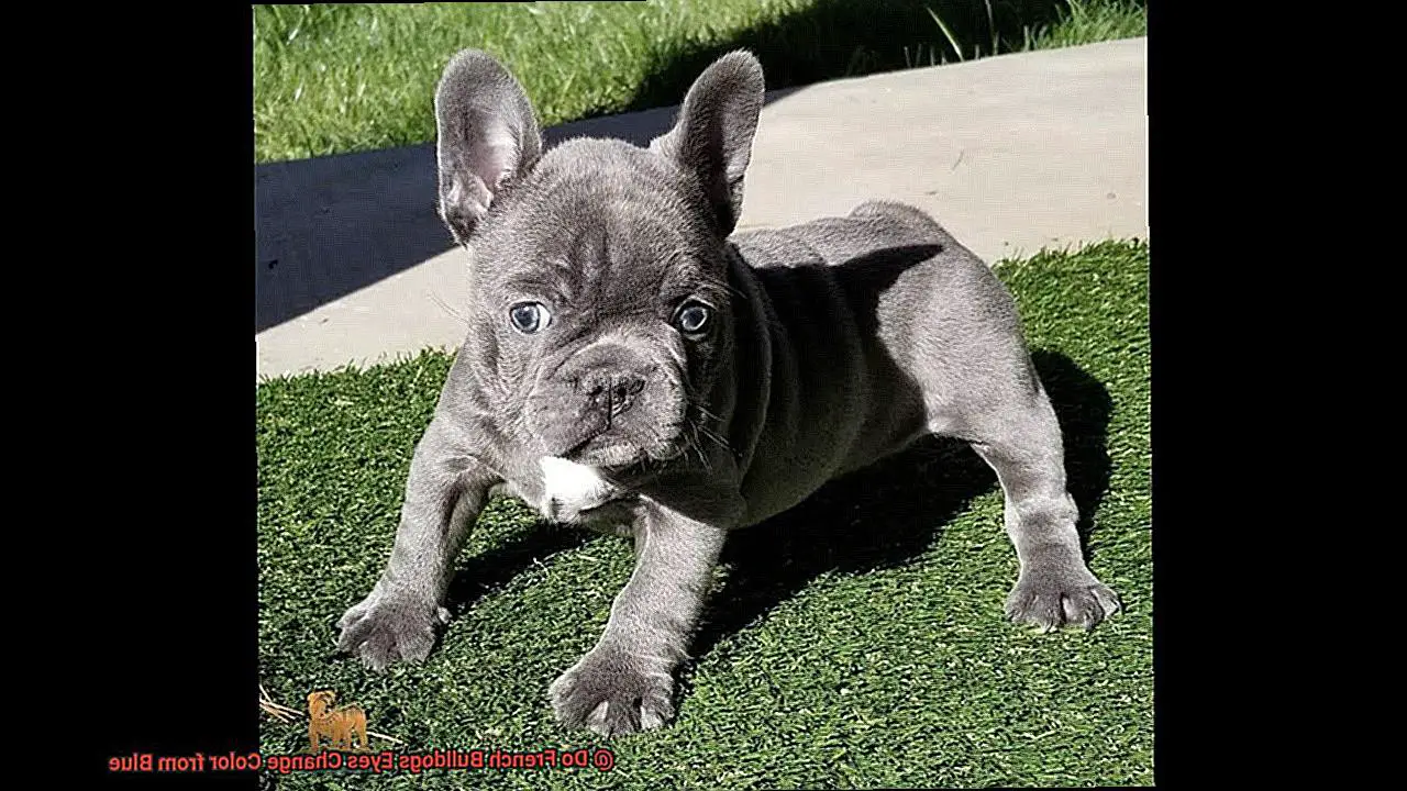 Do French Bulldogs Eyes Change Color from Blue-2
