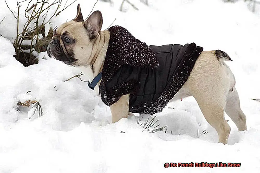 Do French Bulldogs Like Snow-5