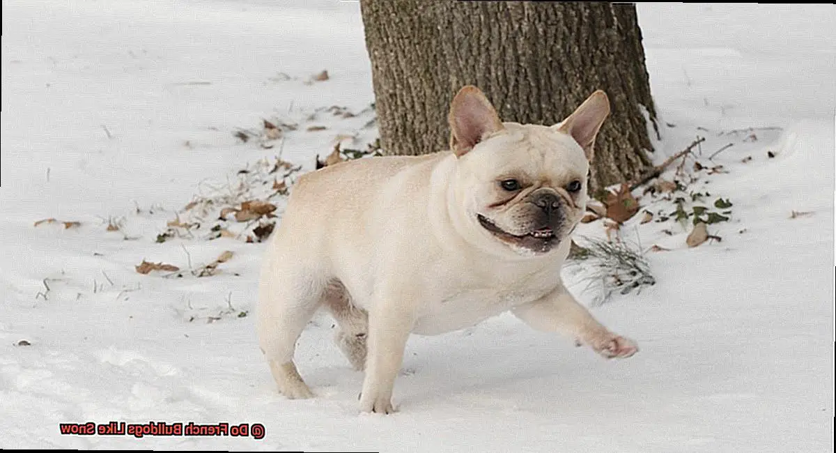 Do French Bulldogs Like Snow-3