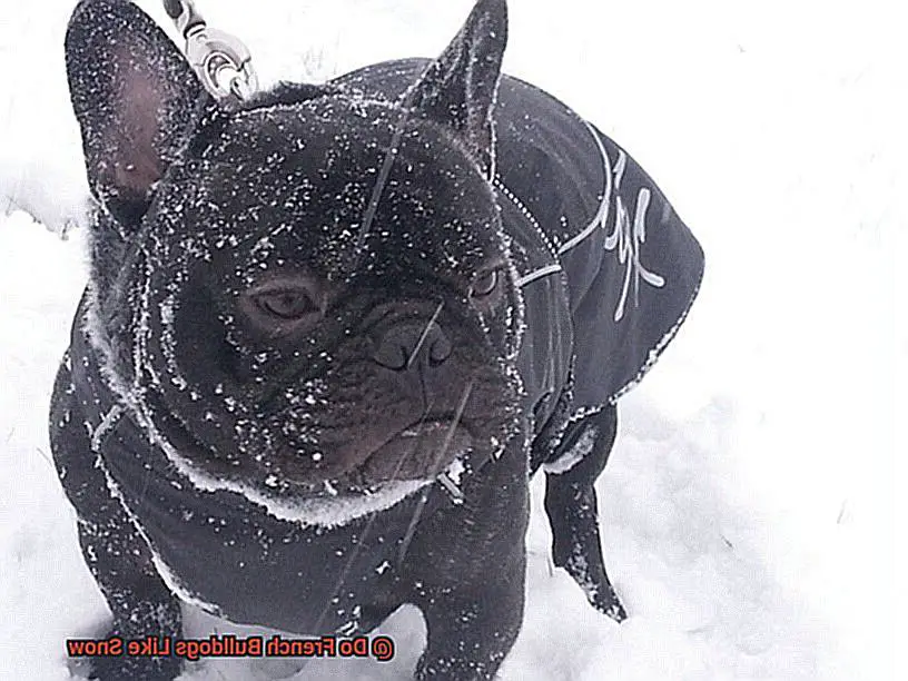 Do French Bulldogs Like Snow-2