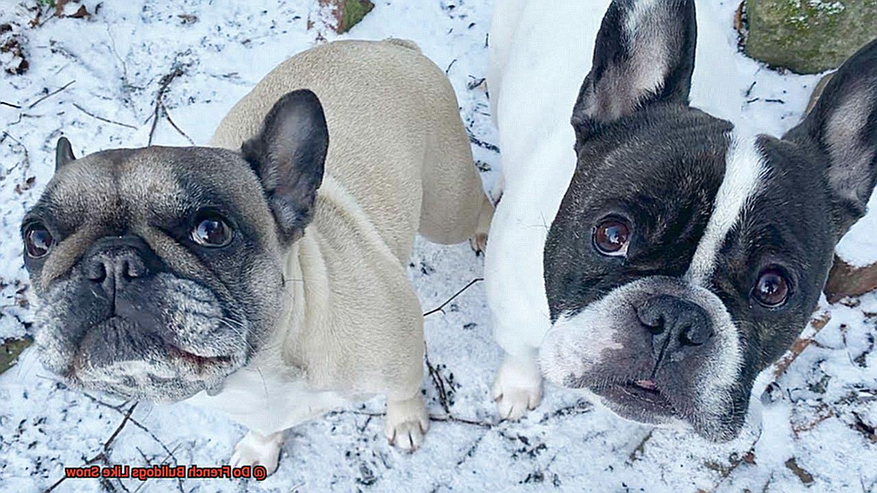 Do French Bulldogs Like Snow-4