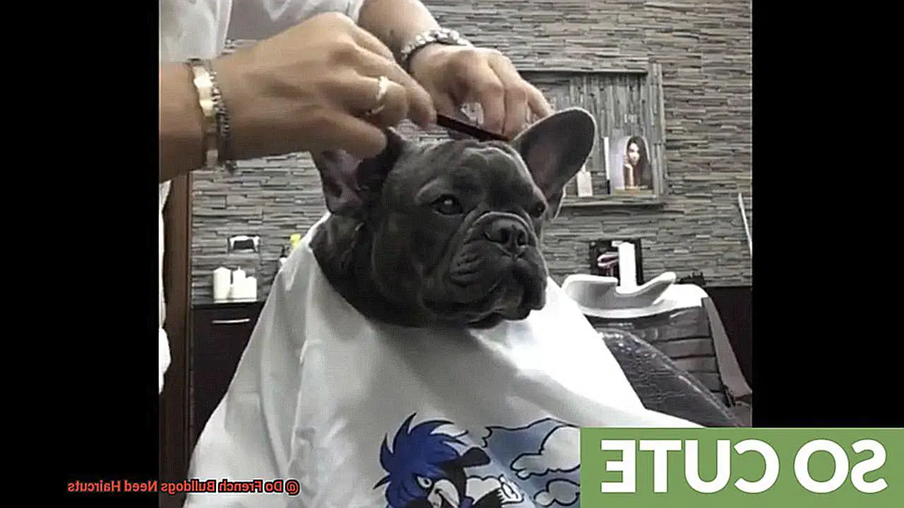 Do French Bulldogs Need Haircuts-2
