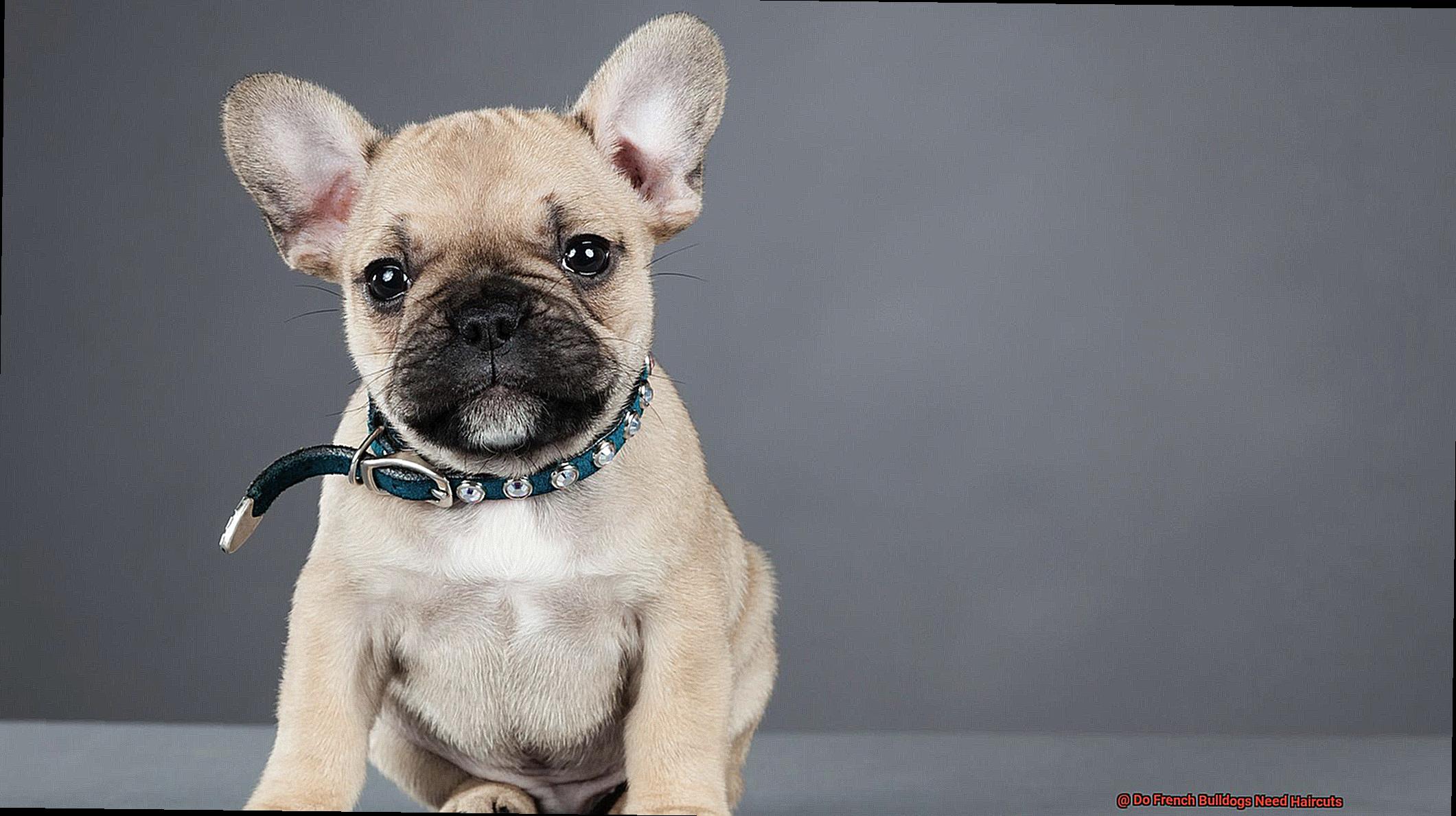 Do French Bulldogs Need Haircuts-4