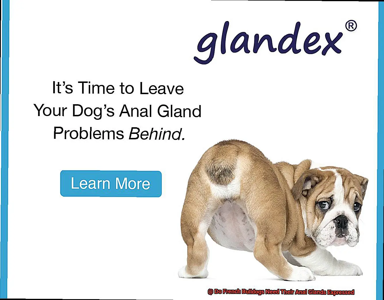 Do French Bulldogs Need Their Anal Glands Expressed-2