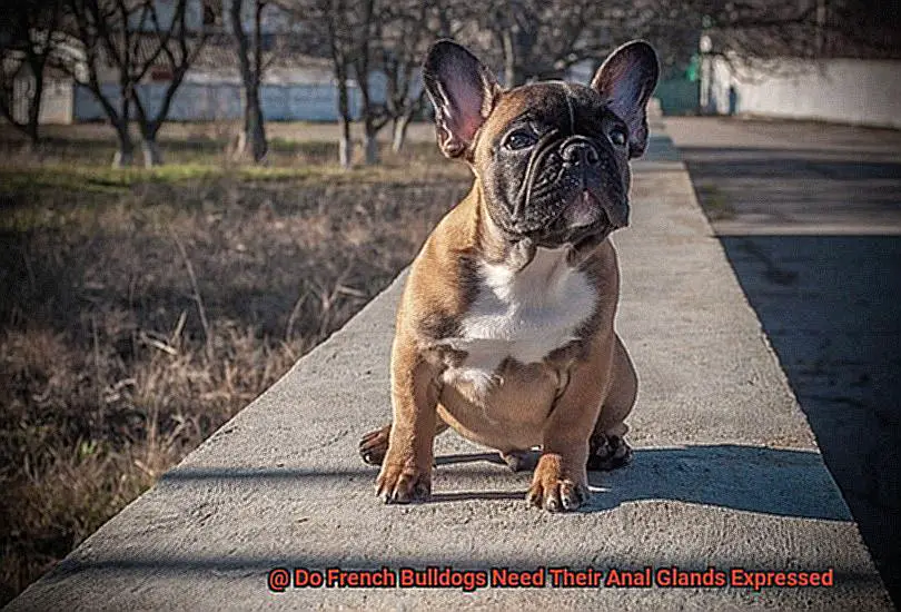 Do French Bulldogs Need Their Anal Glands Expressed-4