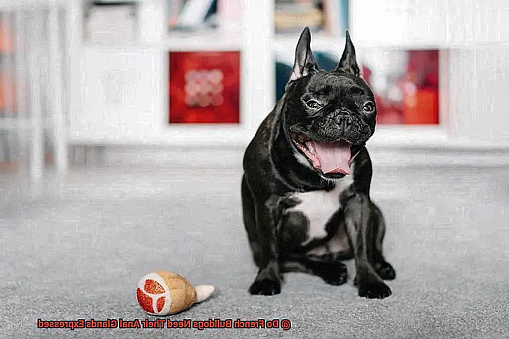 Do French Bulldogs Need Their Anal Glands Expressed-5
