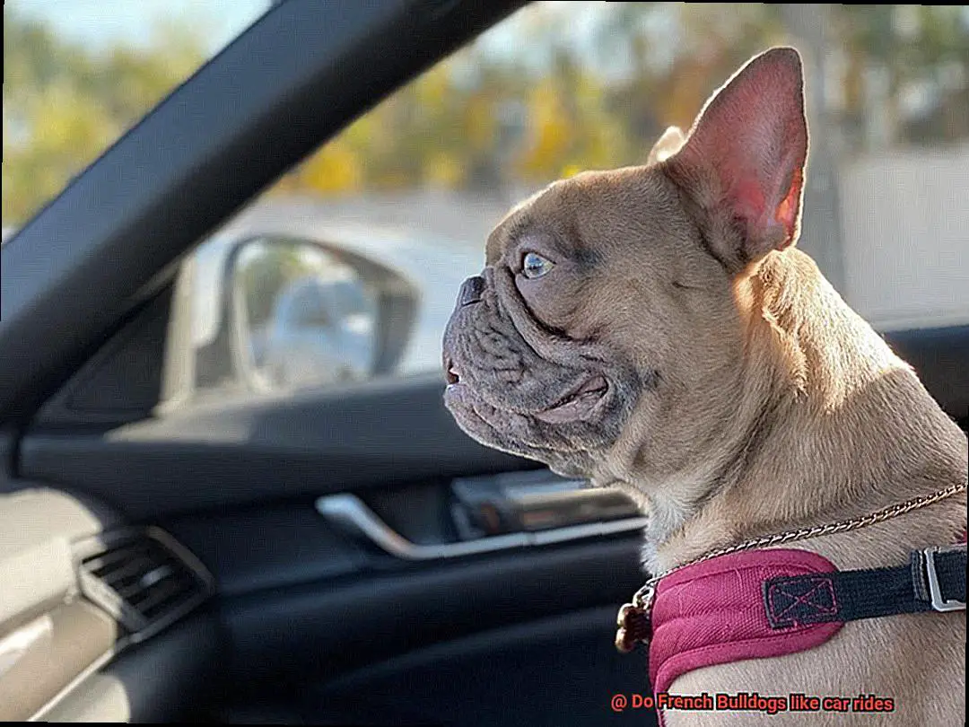 Do French Bulldogs like car rides-4