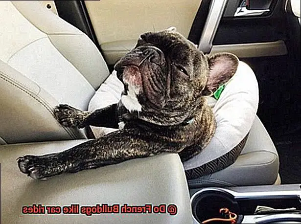 Do French Bulldogs like car rides-5