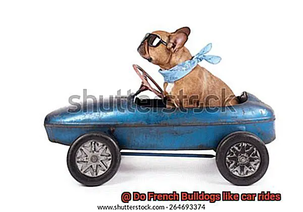 Do French Bulldogs like car rides-3