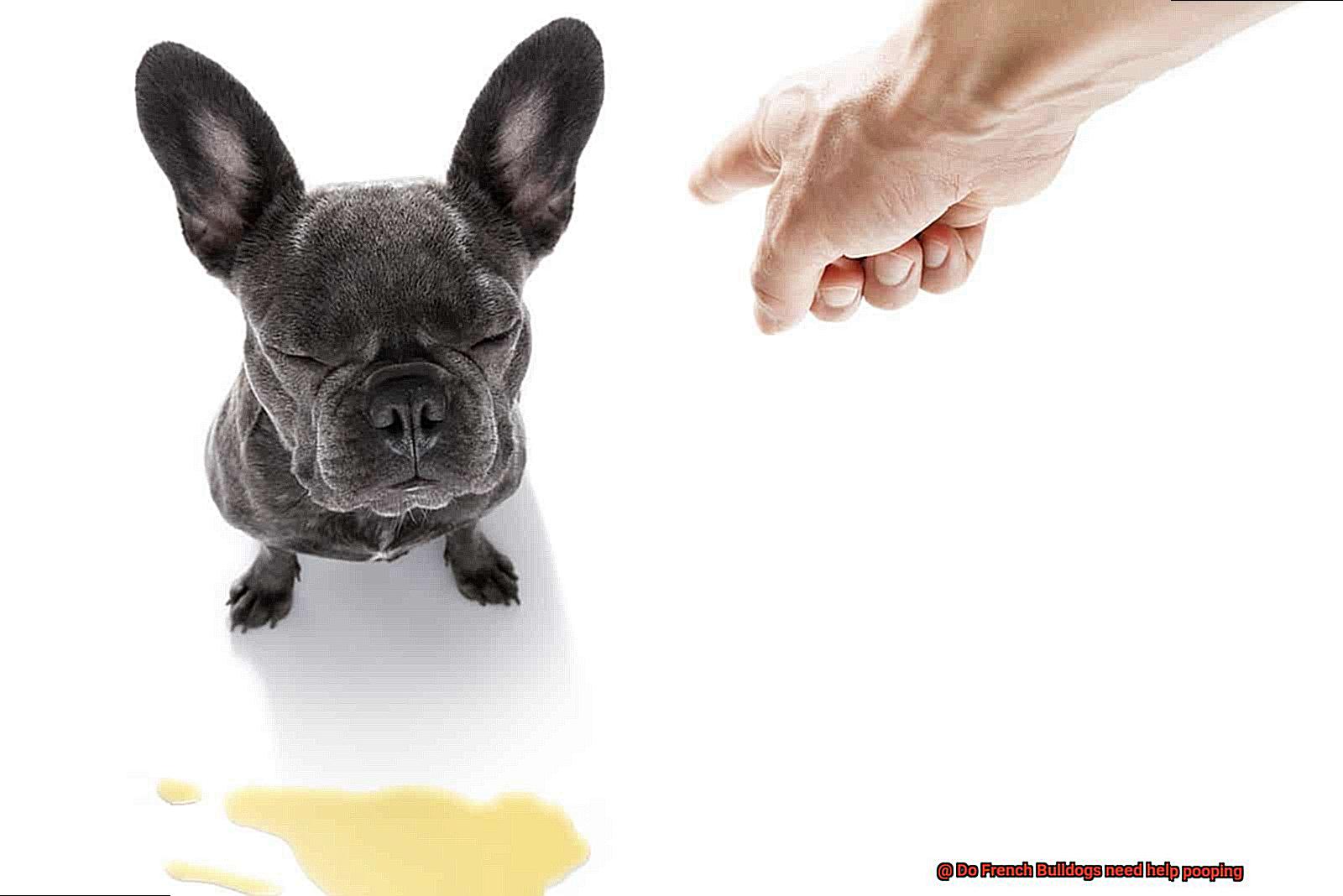 Do French Bulldogs need help pooping-3
