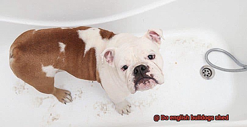 Do english bulldogs shed-2