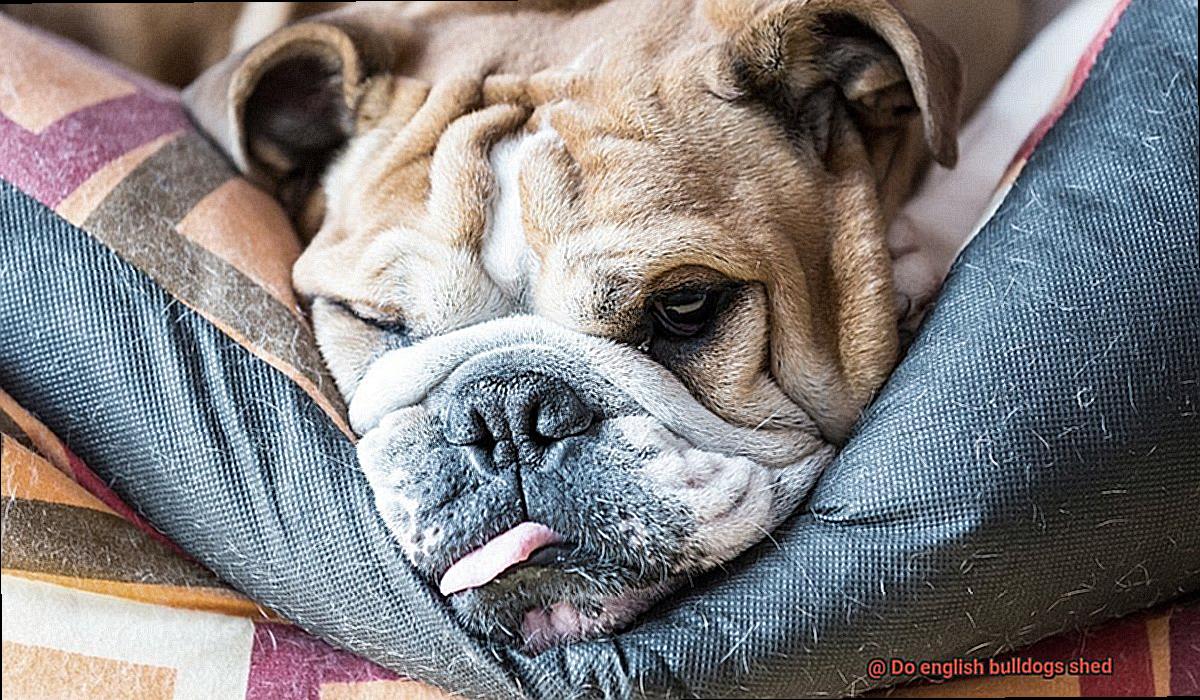 Do english bulldogs shed-8