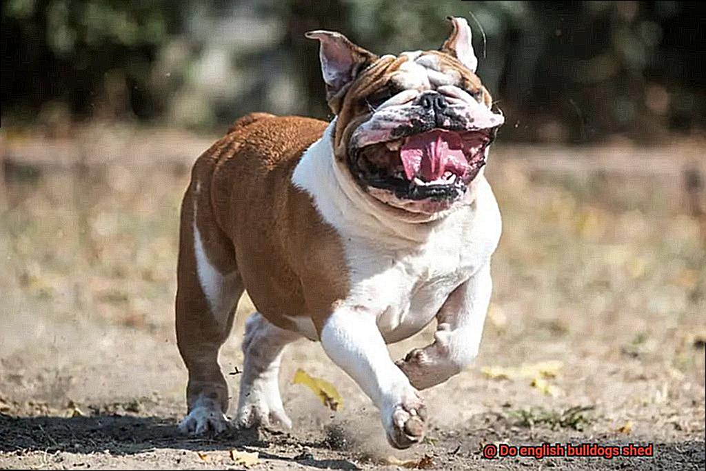 Do english bulldogs shed-6