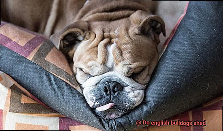 Do english bulldogs shed-7