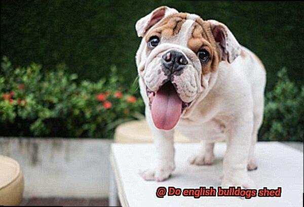 Do english bulldogs shed-4