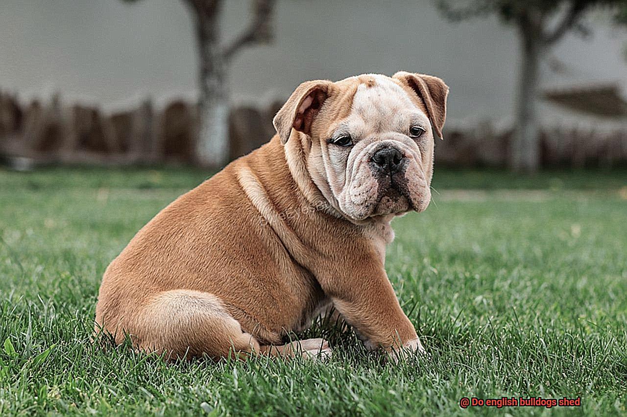 Do english bulldogs shed-5