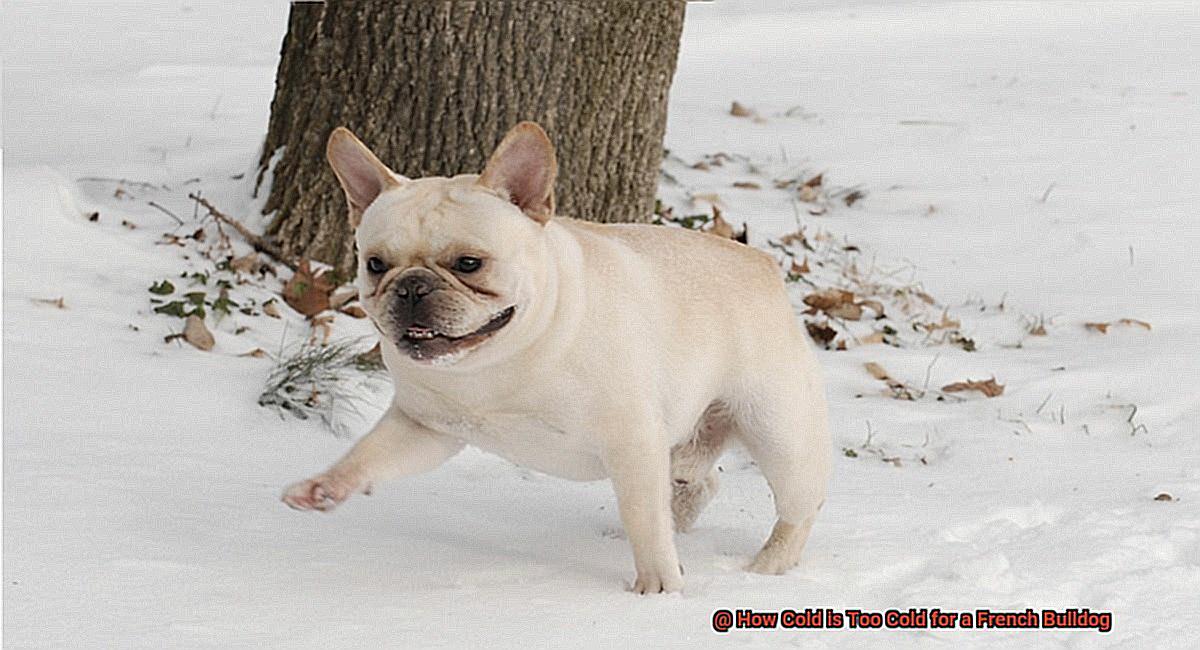 How Cold is Too Cold for a French Bulldog-2