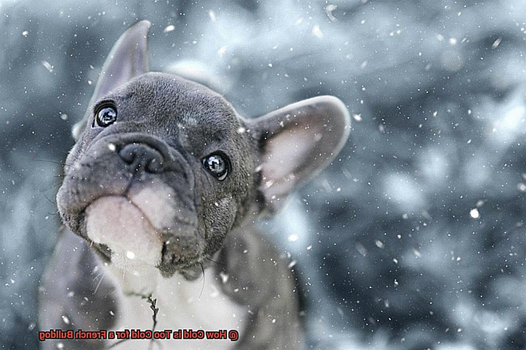 How Cold is Too Cold for a French Bulldog-4