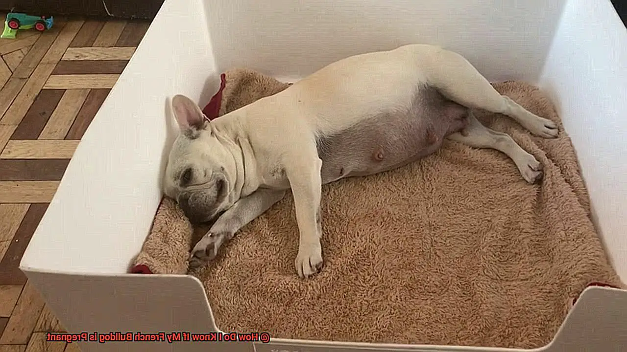 How Do I Know If My French Bulldog is Pregnant-3